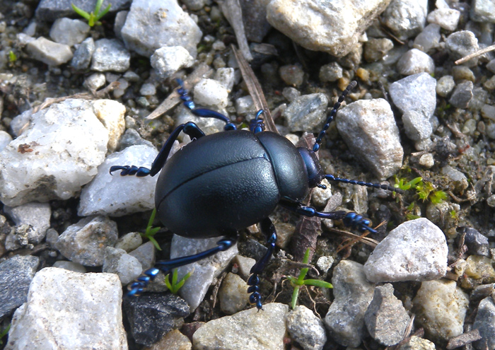 Timarcha tenebricosa